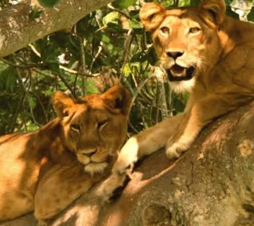 Lion Conservation in Uganda: Counting the Kings of Queen Elizabeth