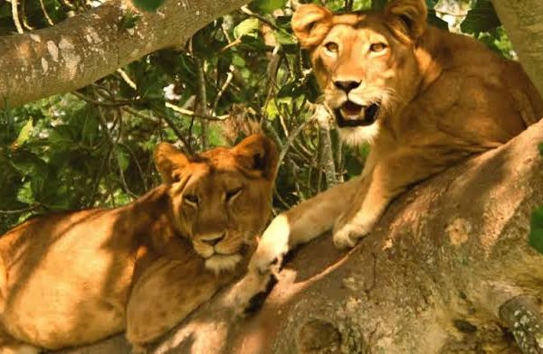 Lion Conservation in Uganda: Counting the Kings of Queen Elizabeth