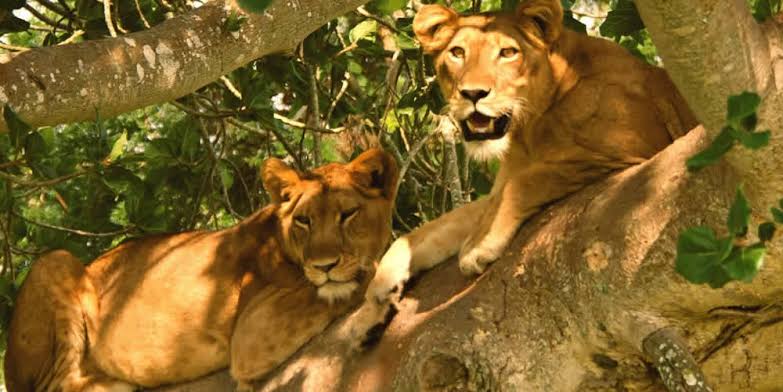 Lion Conservation in Uganda: Counting the Kings of Queen Elizabeth