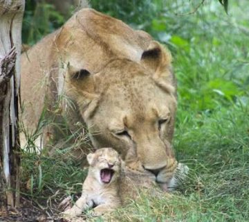 Lion Cubs in Their First Year