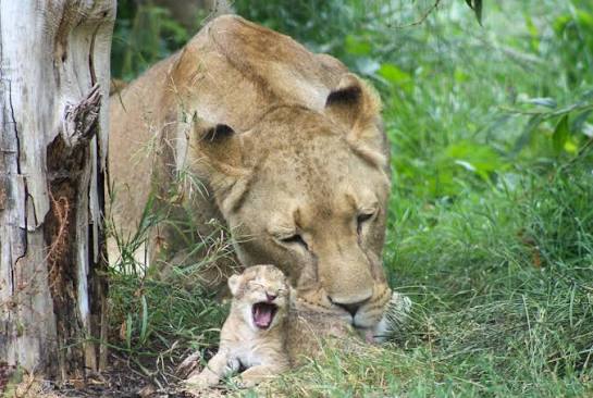 Lion Cubs in Their First Year