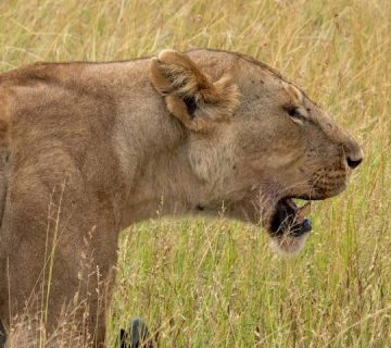 What Decades of the Serengeti Lion Project Have Revealed