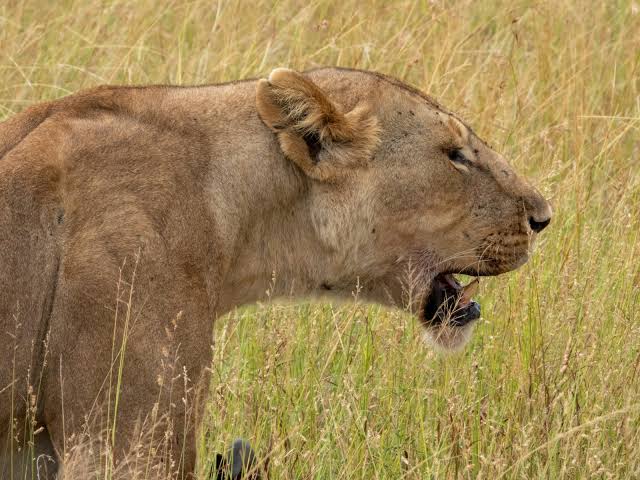 What Decades of the Serengeti Lion Project Have Revealed