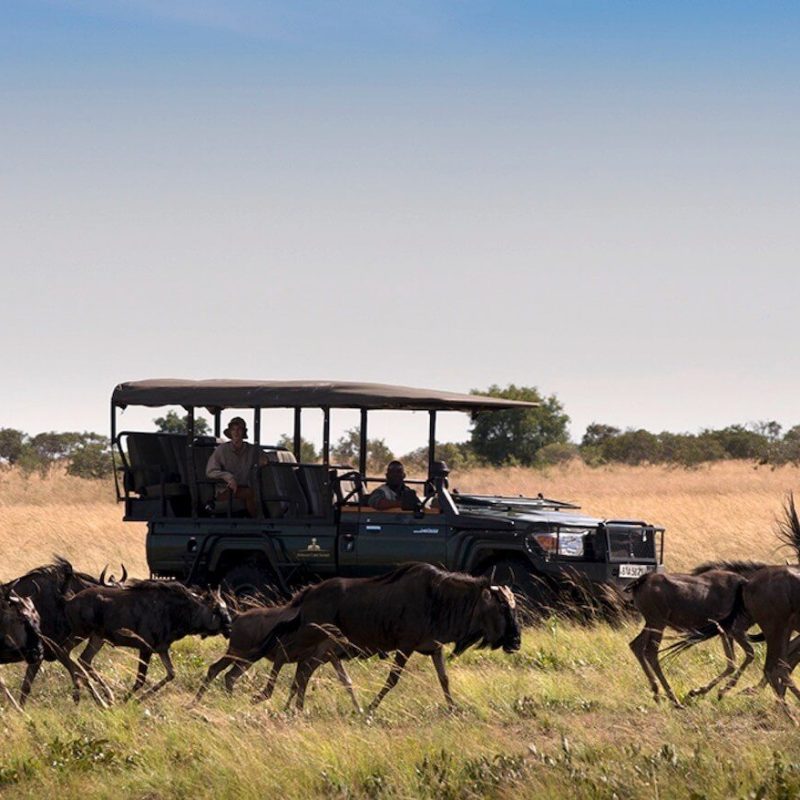 Liuwa Plain: Zambia's Secret Wildebeest Migration
