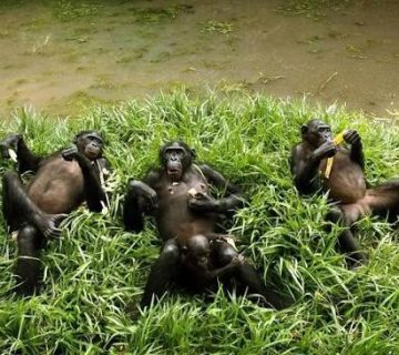 Lola ya Bonobo Sanctuary in Kinshasa: Meeting Rescued Bonobos