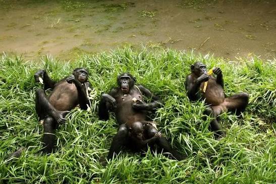 Lola ya Bonobo Sanctuary in Kinshasa: Meeting Rescued Bonobos