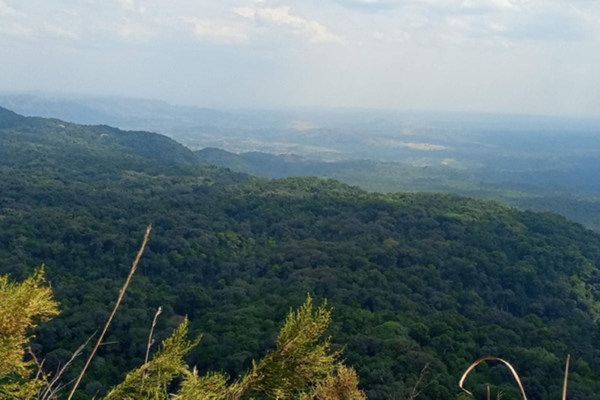 MARAMAGAMBO FOREST