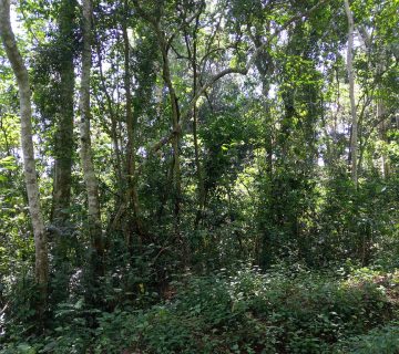 Mabira Forest2 360x320