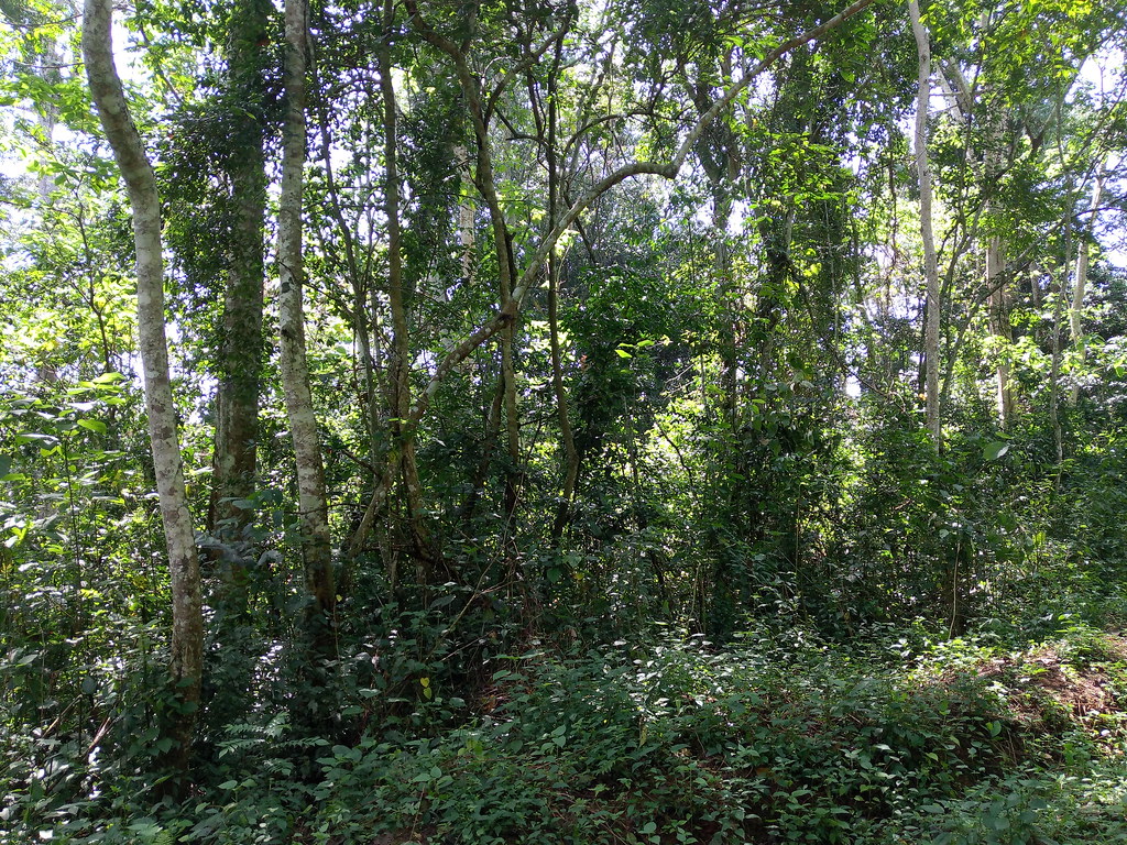 Mabira Forest2