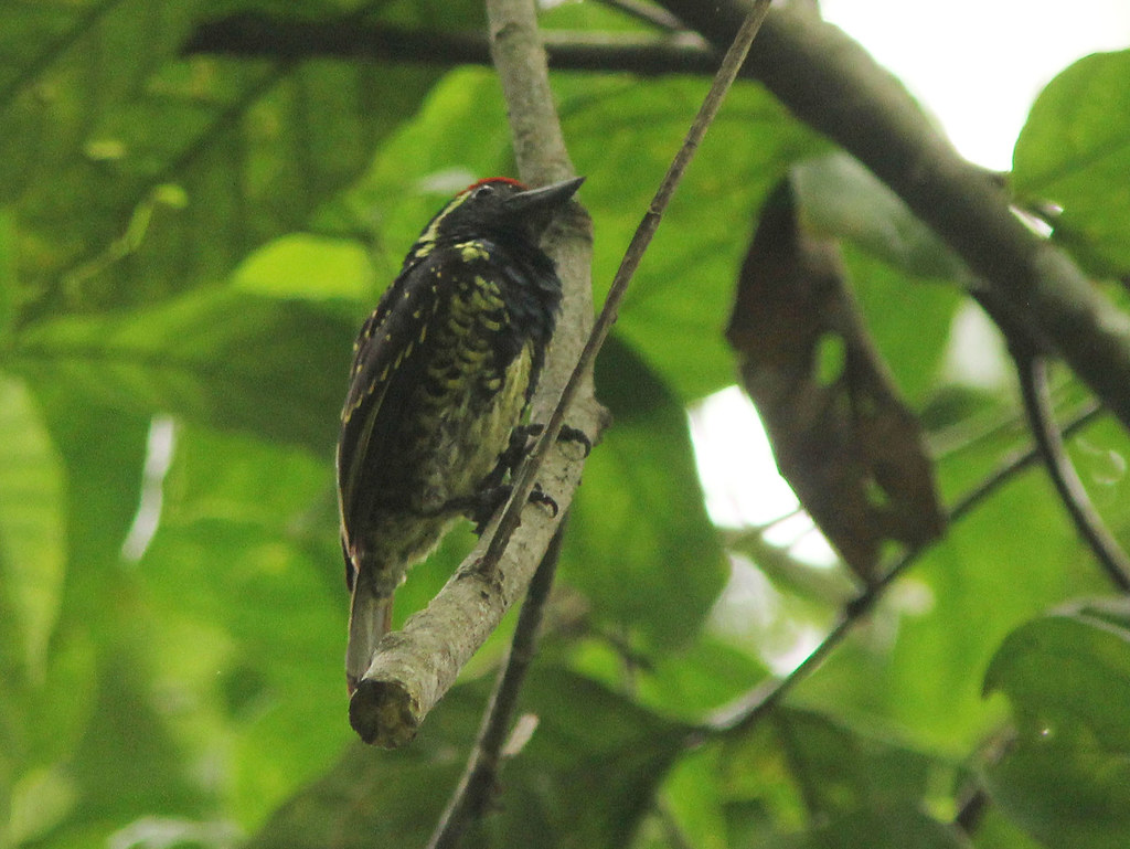 Mabira Forest4