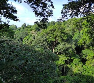 Mabira Forest44 360x320