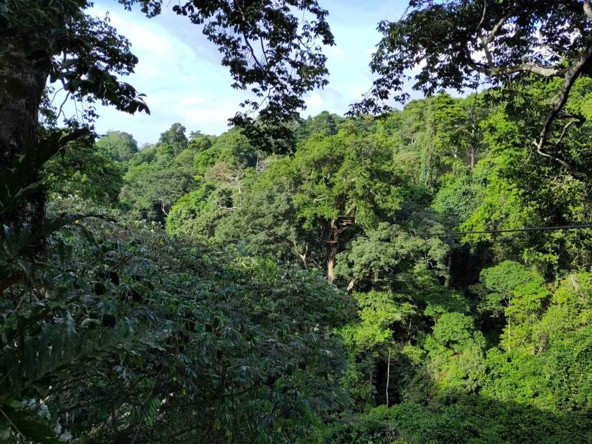 Mabira Forest44