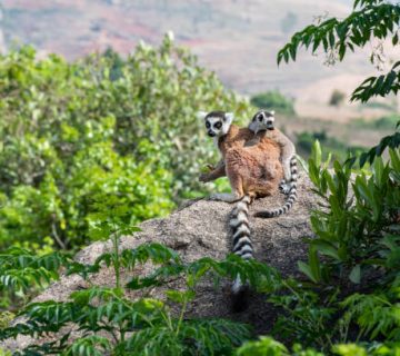 Madagascar Lemurs: Where to See Ring Tailed Lemurs and Indri