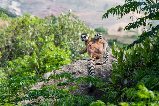 Madagascar Lemurs: Where to See Ring Tailed Lemurs and Indri