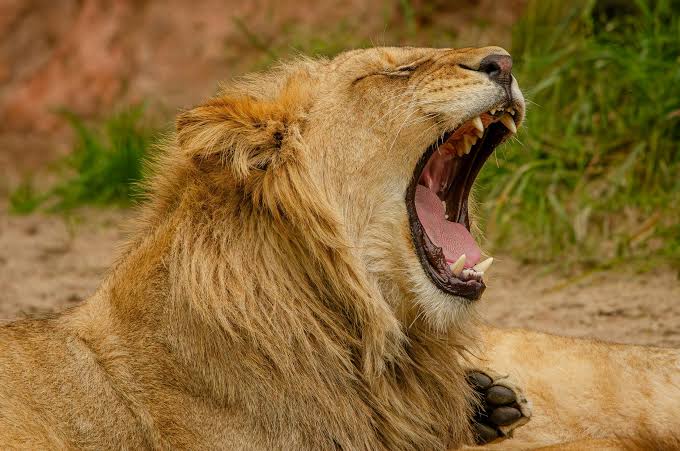 Male Lion Manes: What Colour and Size Reveal