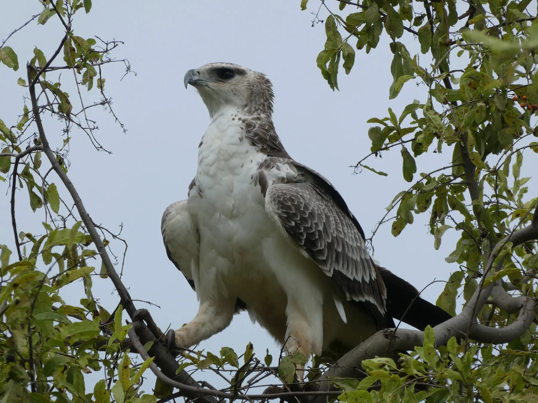 Martial and Crowned Eagles: East Africa's Top Raptors