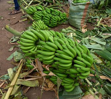 Matoke Varieties: Why East Africa Has So Many Banana Types