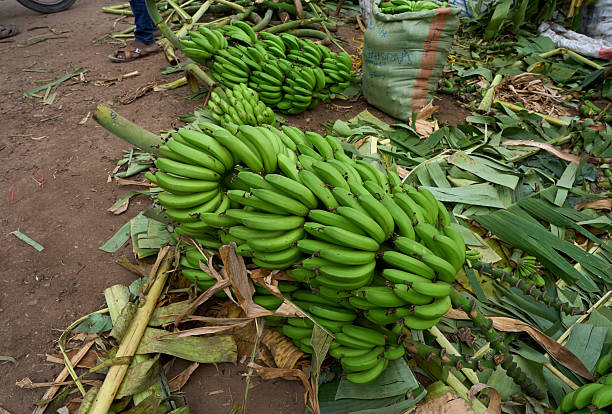 Matoke Varieties: Why East Africa Has So Many Banana Types