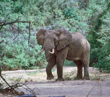 Meru National Park: Quiet Game Drives and the Story of Elsa the Lioness