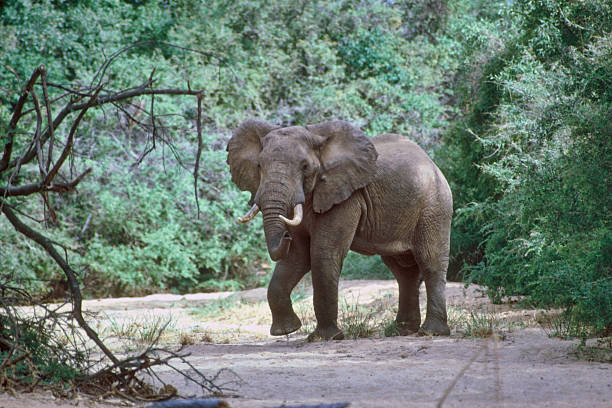 Meru National Park: Quiet Game Drives and the Story of Elsa the Lioness