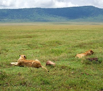Mkomazi National Park: Black Rhinos and Painted Dogs Near Kilimanjaro