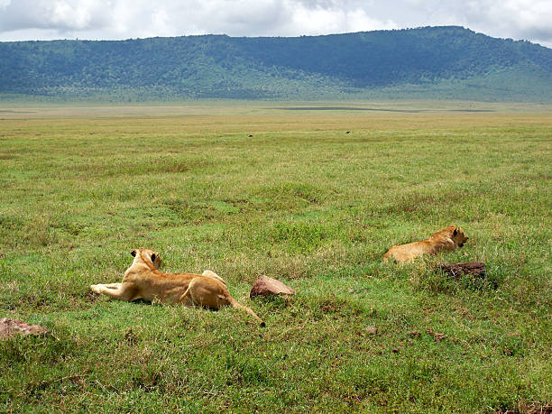Mkomazi National Park: Black Rhinos and Painted Dogs Near Kilimanjaro