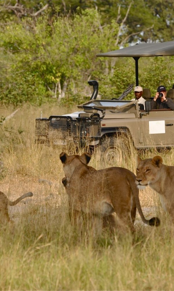 Murchison Falls National Park safaris 600x1000
