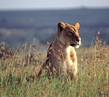 Nairobi National Park: Lions With a City Skyline Behind Them