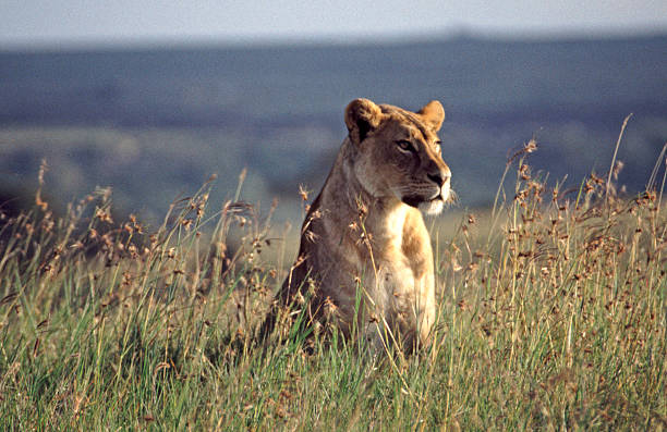 Nairobi National Park: Lions With a City Skyline Behind Them