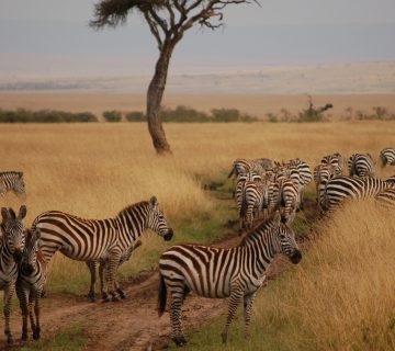 Nairobi to Masai Mara National Reserve5 1 360x320