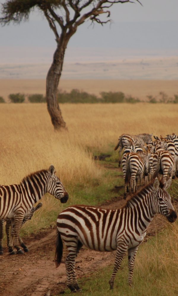 Nairobi to Masai Mara National Reserve5 600x1000