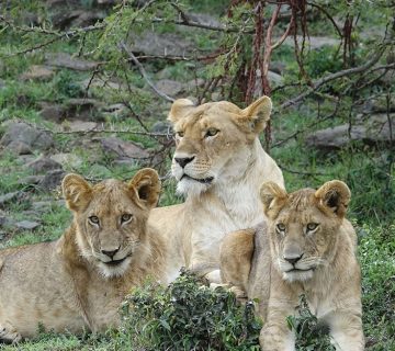 Nature Walk Tours at Kidepo Valley National Park 360x320