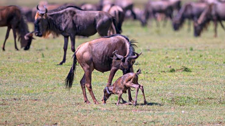Ndutu's Short Grass Plains Attract Wildebeest Calving Herds
