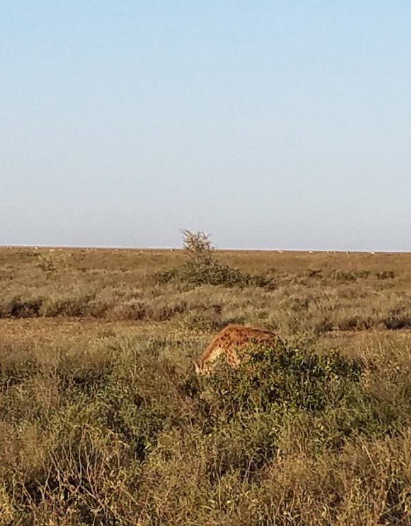 Ndutu Plains2 600x768