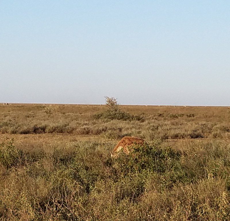 Ndutu Plains2 Ndutu Plains2