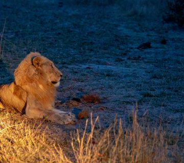 Night Game Drives During Migration Season2 360x320