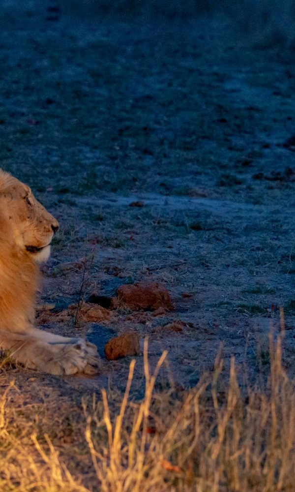 Night Game Drives During Migration Season2 600x1000