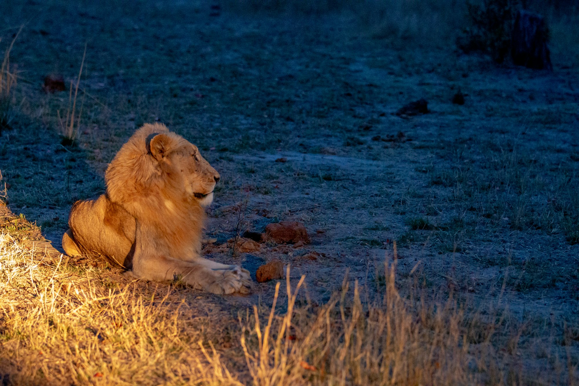 Night Game Drives During Migration Season2