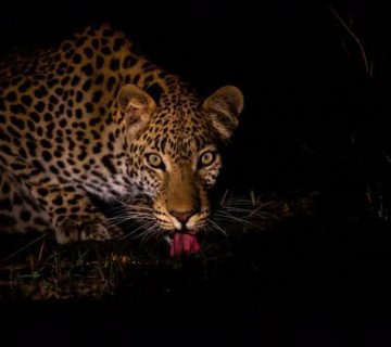 Night Photography on Safari: What Is Possible and What Is Not