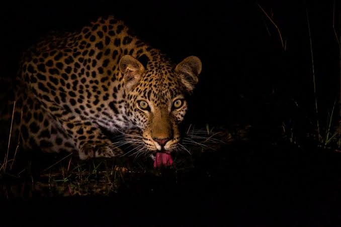 Night Photography on Safari: What Is Possible and What Is Not