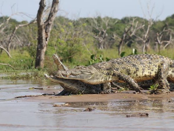 Nile Crocodiles: Giants of East Africa's Rivers