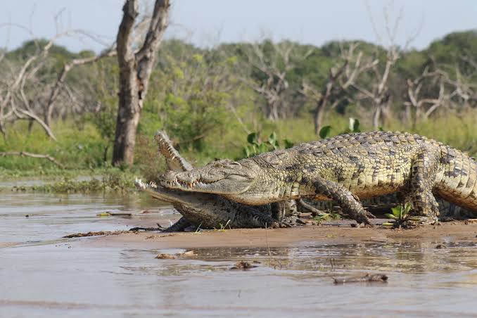 Nile Crocodiles Nile Crocodiles: Giants of East Africa's Rivers