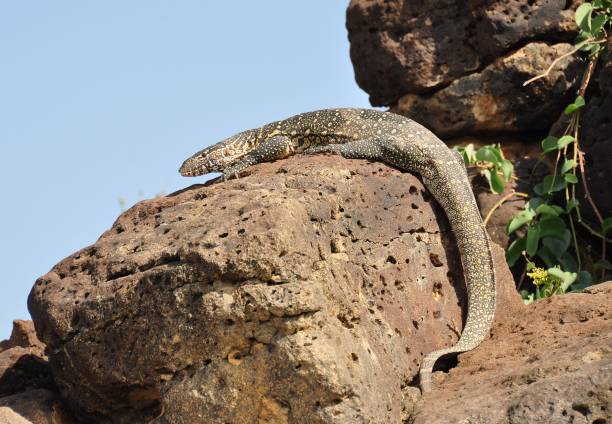 Nile Monitors and Rock Agamas: Reptiles Visitors Overlook
