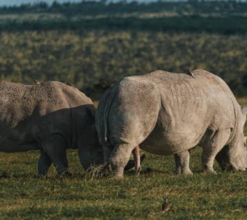 Najin and Fatu, the world's last two northern white rhinos, standing together at Ol Pejeta Conservancy in Kenya 