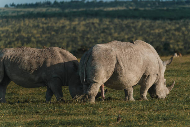 Najin and Fatu, the world's last two northern white rhinos, standing together at Ol Pejeta Conservancy in Kenya