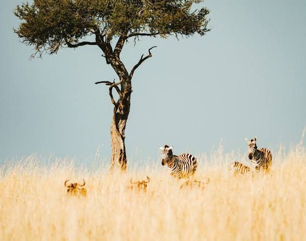 Oloololo Escarpment: The Mara's Most Dramatic Viewpoint