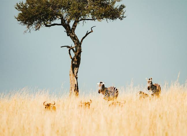 Oloololo Escarpment: The Mara's Most Dramatic Viewpoint