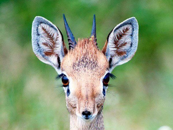 Oribi, Duikers and Dik Diks: East Africa's Smallest Antelopes