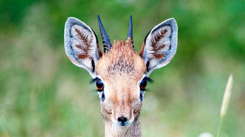 Oribi, Duikers and Dik-Diks Oribi, Duikers and Dik-Diks: East Africa's Smallest Antelopes