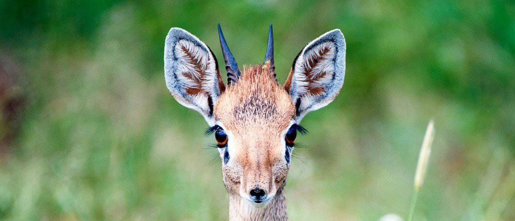 Oribi, Duikers and Dik Diks: East Africa's Smallest Antelopes